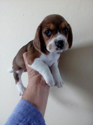 Se Vende Cachorros Beagle