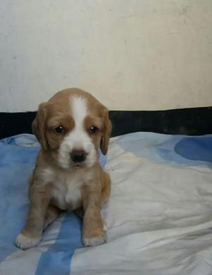 Se Venden Cachorritos Cocker Spaniel....