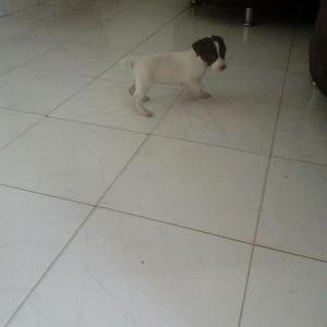 Tiernas Inteligente Jackq Russell