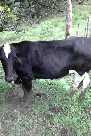 VENDO Cuatro vacas lecheras 02 Girolandas, 01holstein cebu y