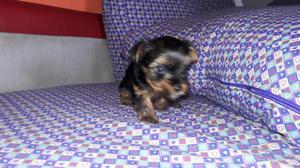 Vendo Cachorro Yorshire Terrier Tacita