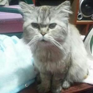 Vendo Gatico.