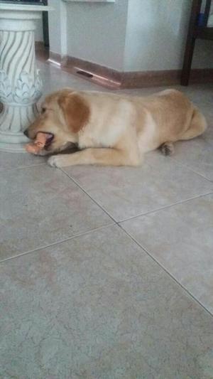 Vendo Golden Retriver