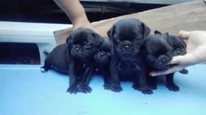 Vendo Hermosos Cachorros Pug Negrros