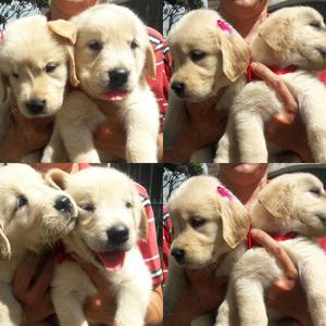 Vendo Hermosos Golden Retriever