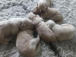 Vendo Hermosos Golden Retriver