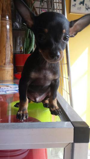 Vendo Lindo Pincher Pequeño.