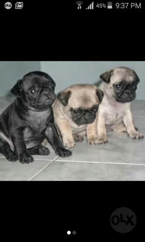 Vendo Lindos Cachorros Pug