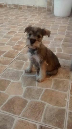 Vendo Perrita de Dos Meses