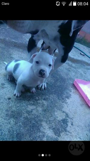 Vendo Perro Pitbull Bien Tenido