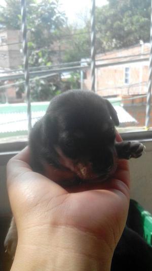 Vendo Perros Pincher