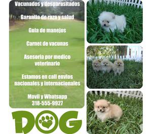 Venta de pomeranias lulu finos