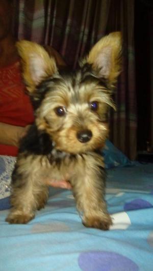 Yorkie Terrey