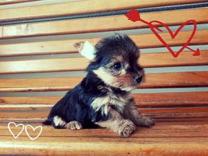 Yorkshire Terrier Mini