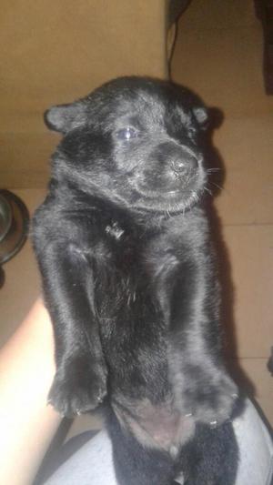 en Adopcion