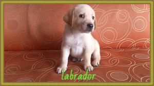 venta de hermosos cachorritos labradores