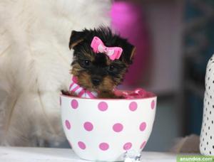 yorkshire terrier mini