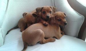 Cachorros Pinscher