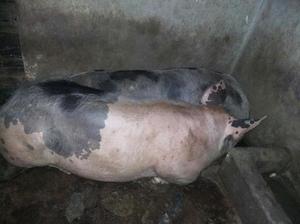 Cerdo Padrón - Bucaramanga