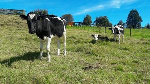 Novillas Holstein - Subachoque