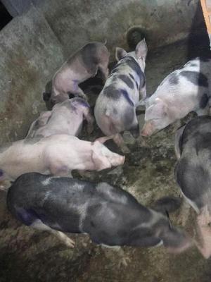 Porcinos de 53 Kg en Matanza - Bucaramanga