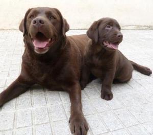 Bonitos Cachorros Labrador Dorados, Chocolate