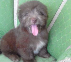 Vendo fresh poodle