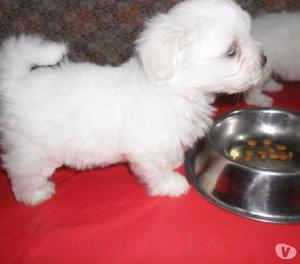 cachorros miniatura maltes colombia venta perros