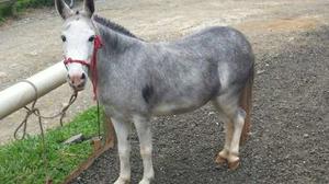 Caballo Mula Pony