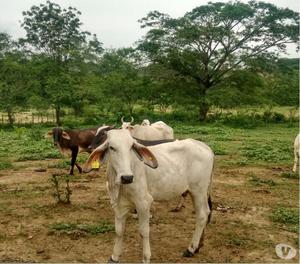 SE VENDE FINCA 168 HECTAREAS EN ISABEL LOPEZ PARA GANADERIA