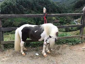 Caballo Pony Pinto