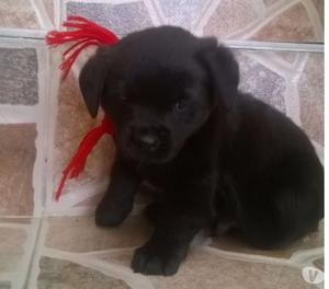 Cachorros maltes negros en adopcion responsable