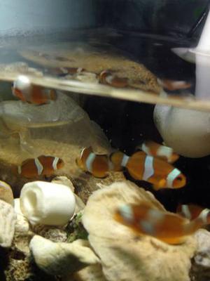 Peces De Agua Salada: Perculas O Payaso, Clownfish