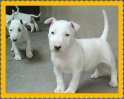 BULLTERRIER**