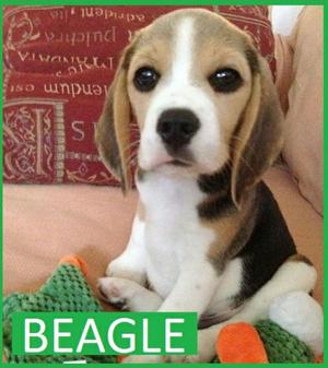 Beagle Tricolor en Venta