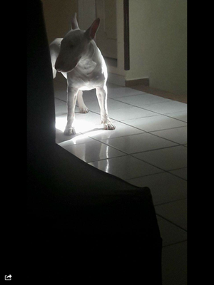 Bull Terrier Busca Novia