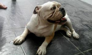 Bulldog.hembra