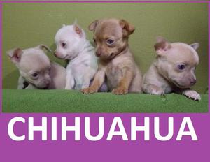 CACHORROS CHIHUAHUEÑOS EN VENTA