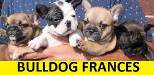 CACHORROS EN VENTA VARIEDAD DE RAZAS!!!!