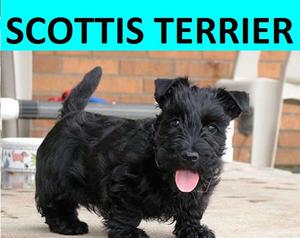 CACHORROS SCOTTIS TERRIER EN VENTA°°°°