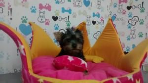 Cachorrita Yorkie Mini