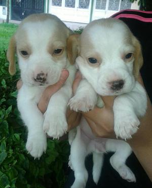 Cachorros Beagles Limon Disponibles
