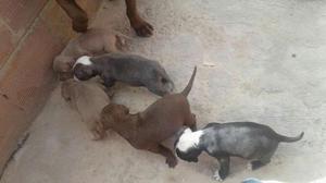 Cachorros Pitbull