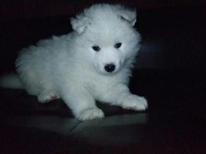 Cachorros Samoyedo