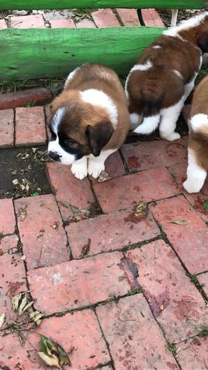 Cachorros San Bernardo