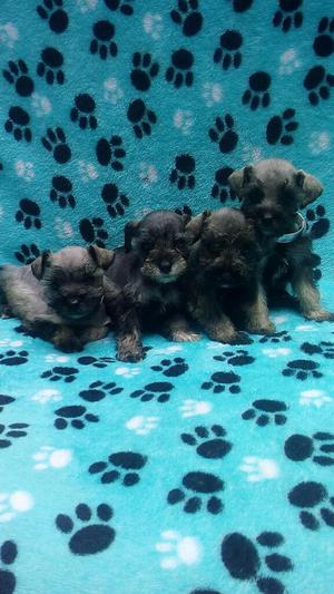 Cachorros Schnaucer