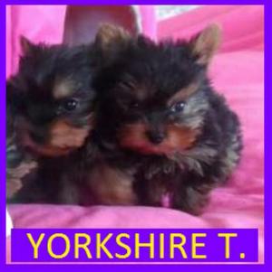 Cachorros Yorkshire Miniaturas en Venta