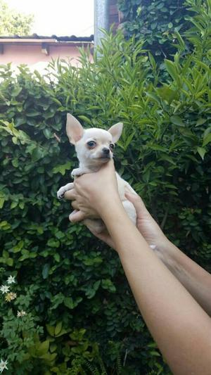 Chihuahua Hembra Super Mini