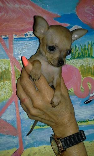 Chihuahua Miniatura Hembrita