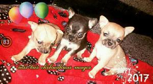 Chihuahuas!!!bolsilleros for sale